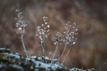 dried plant on stone macro