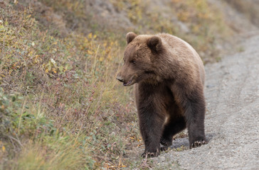 Grizzly Bear in Denali National Park in Autumn