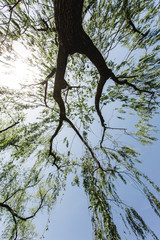 Looking up at the branches of a tree