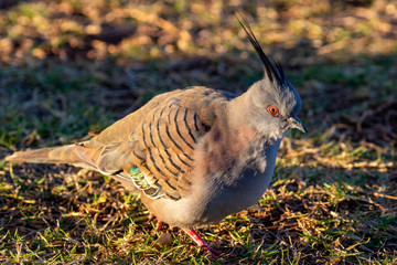 exotique birds