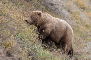 Grizzly Bear in Denali National Park in Autumn