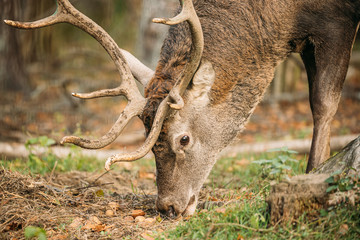 Belarus. Male European Red Deer Or Cervus Elaphus Grazes In Autumn Forest. Close Up Deer
