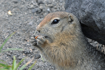 Naklejka na ściany i meble Cute Arctic ground squirrel eating cracker holding food in paws. Curious northern wild animal of genus of medium sized rodents of squirrel family. Kamchatka Peninsula, Russia, Asia.