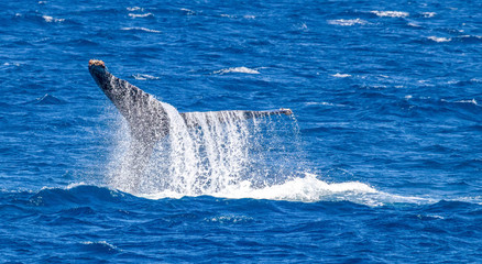 Naklejka premium humpback whale