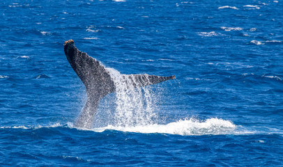 Fototapeta premium humpback whale