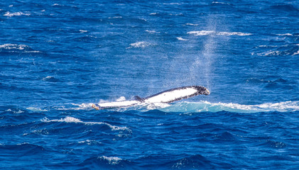 Fototapeta premium humpback whale