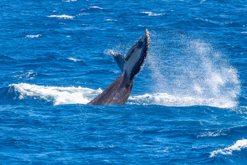 Fototapeta premium humpback whale