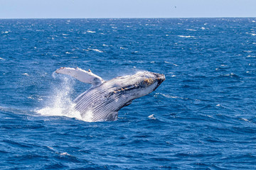humpback whale