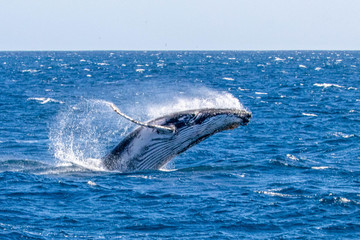 humpback whale