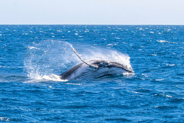 Fototapeta premium humpback whale