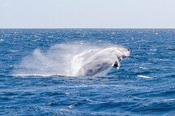 Naklejka premium humpback whale