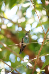 Versicolored Emerald Hummingbird