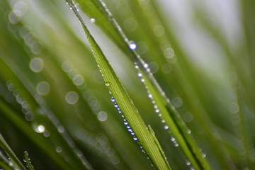 Beautiful grass macro with water drops 