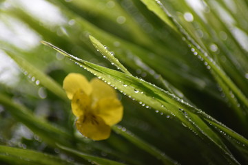 Beautiful spring macro grass and yellow flower 