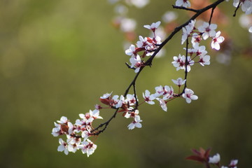 Beautiful spring blossom flowers 