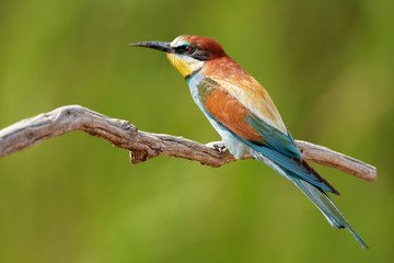 European Bee Eater on a branch in vibrant green nature, bird facing left.