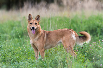 Fototapeta na wymiar Dog on nature sunny day on the green grass