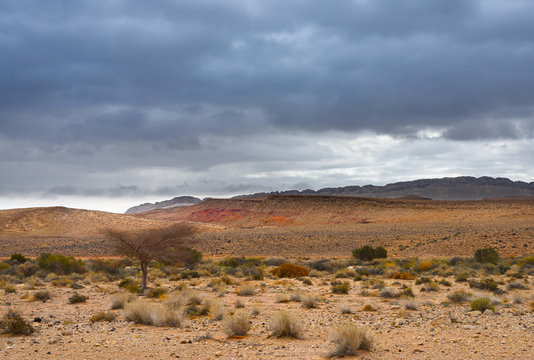 Dry tree and grass at the bottom of a stony canyon under thunderclouds.