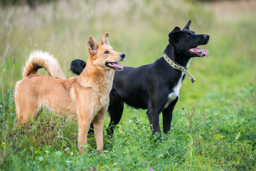 Dog on nature sunny day on the green grass