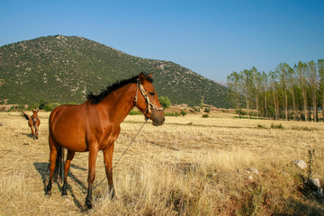 Fototapeta na wymiar The doru horse left to graze on the plateau