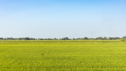 Obraz premium green rice field with bright blue sky