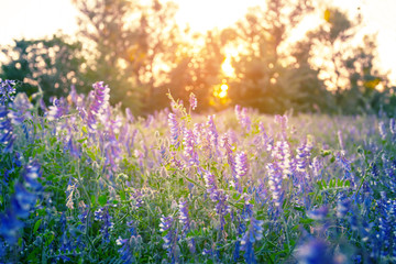 evening forest glade scene with beautiful violet flowers, outdoor sunset landscape