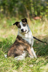 Dog on nature sunny day on the green grass