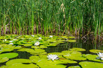 summer river scene, white lilies, reed and leaves on a water