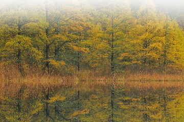 Fototapeta premium Autumn landscape of tamarack forest in fog with reflections in calm water, Michigan