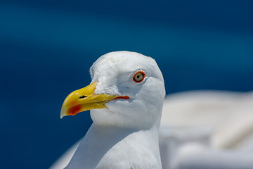 Kopf der Weißkopfmöwe vor blauem Hintergr5und