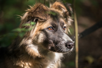 Dog on nature sunny day in the forest