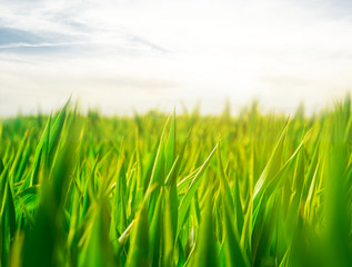 Fototapeta premium closeup green sprouts, summer rural field at the sunset, agricultural background