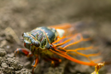 closeup big cicada sitting on a ground