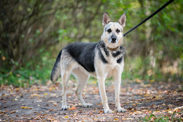 Dog on nature sunny day in the forest