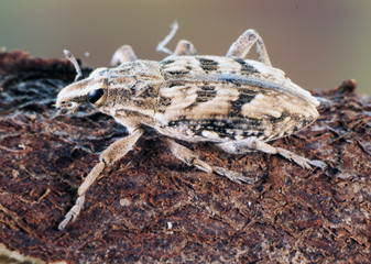 Coniocleonus sp. True weevils beetles beetle of prominent face of good size about 2 cm in length perched on piece of wood