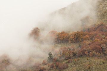 Niebla entrando en el bosque y ocultando los arboles