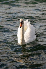 Swan in the sea at December