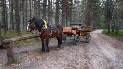 Beautiful horse dragged by a vintage  carriage in the forest village