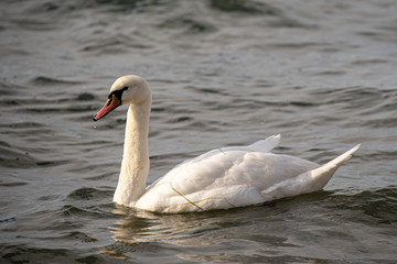 Obraz premium Swan in the sea at December