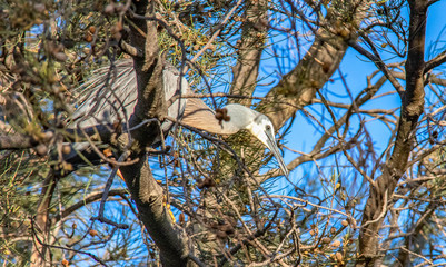 exotique birds