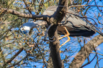 exotique birds