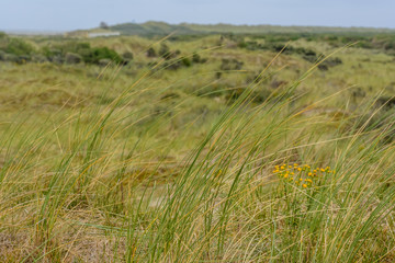 Strandhafer vor bewachsenen Dünen 