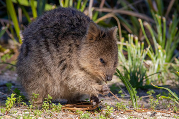 wild exotique animals