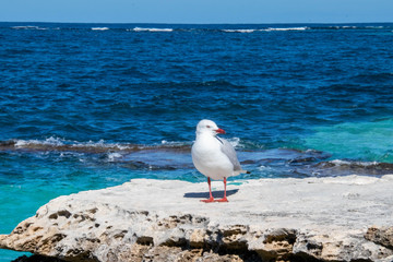 sea birds