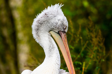 Portrait of a pelican in close up