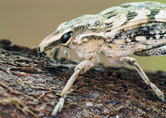 Coniocleonus sp. True weevils beetles beetle of prominent face of good size about 2 cm in length...