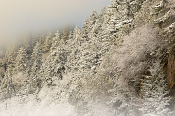 Winter landscape of snow flocked trees in fog on rock ledge at Clingman's Dome, Great Smoky Mountains National Park, North Carolina