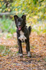 Dog on nature sunny day in the forest