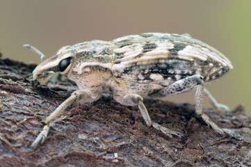 Coniocleonus sp. True weevils beetles beetle of prominent face of good size about 2 cm in length perched on piece of wood