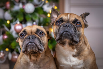 Portrait of pair of brown French Bulldog dogs sitting in front of decorated Christmas tree in blurry background